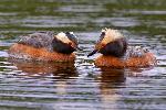 Horned grebe - Robbie Hannawacker