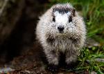 (nk) A hoary marmot