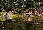 (nk) A moose and her calf wading in a lake