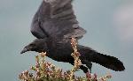 Raven - Nathan Kostegian