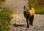 (nk) A red fox 