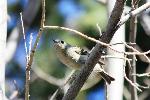 Ruby crowned kinglet - Robbie Hannawacker