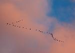 Sandhill cranes - Tim Rains