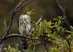 Sharp shinned hawk - Tim Rains