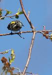 Yellow rumped warbler - Robbie Hannawacker