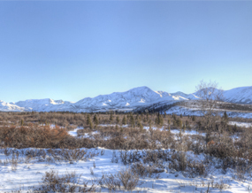 Snow-covered mountains and willows
