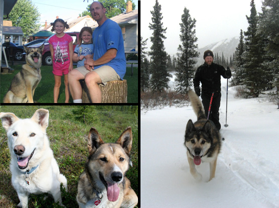 Montage of 2010 retired sled dogs (the Athabaskan litter)