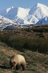 Bear with moutains in the background