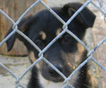 Puppy at the Denali Kennels