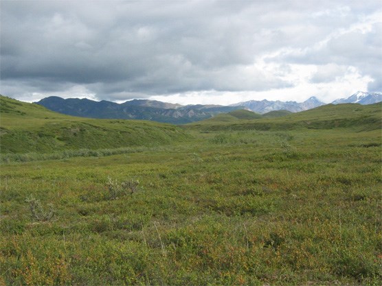 Rolling hills, with the Alaska Range in the distance