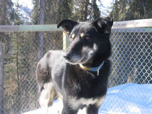 Aspen
