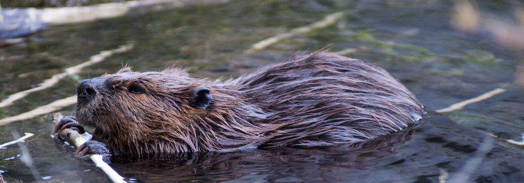 A beaver sitting in water chews on a stick.