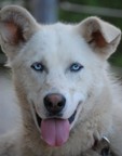 Cassin, twin of Yeti