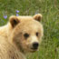 Grizzy Bear Cub