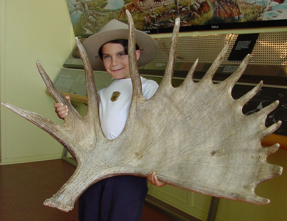 Jr. Ranger with moose antler