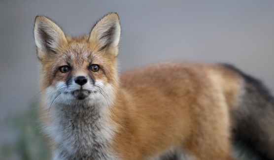 A close-up view of a red fox during the summer.