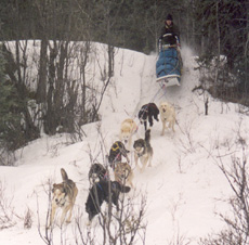 Dogs at Wonder Lake