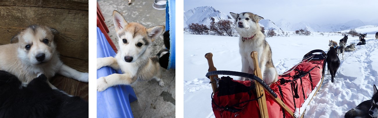 Three photos of a tan husky growing up