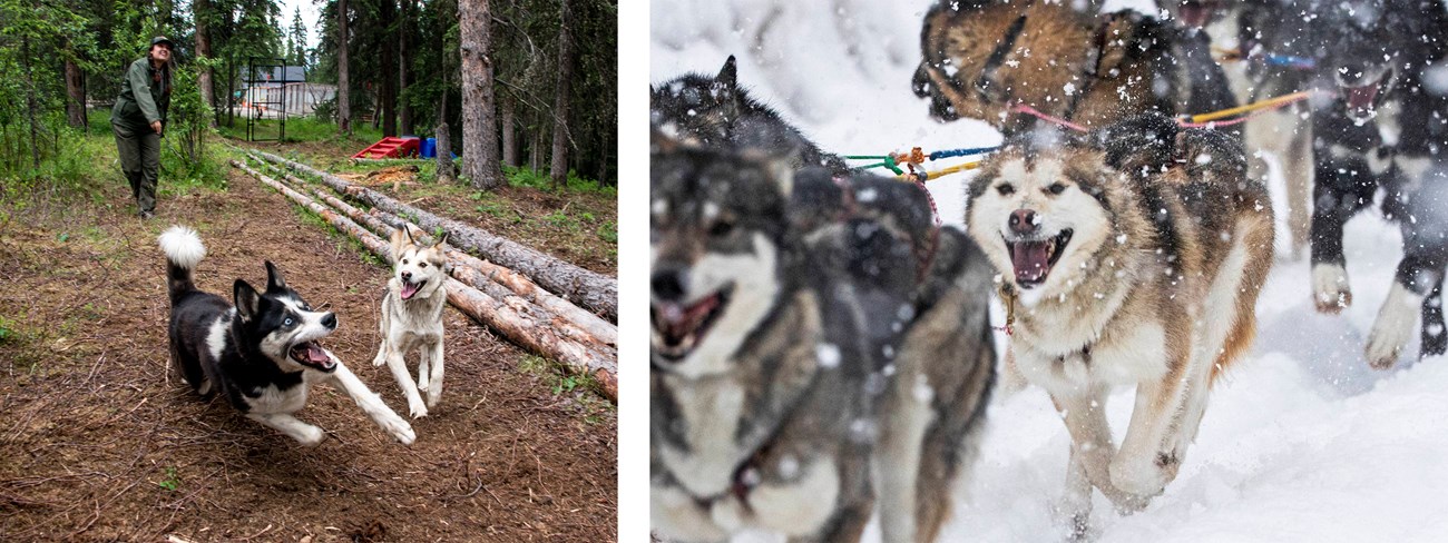 Two photos of Party the sled dog