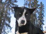 Pingo the dingo