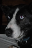 Pingo