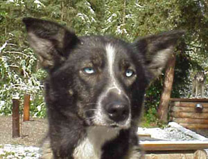 Willow