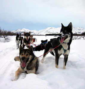 Image of Denali National Park and Preserve Sled Dogs in Winter