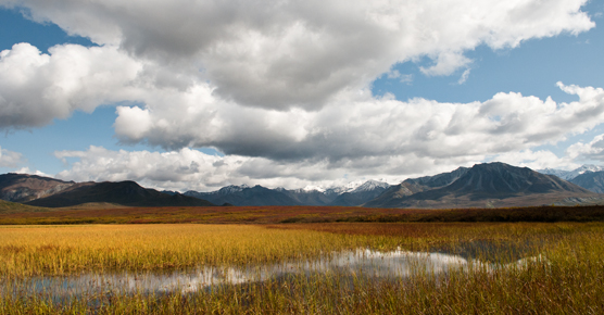 A view of fall colors, mountains, and sunny skies near Wonder Lake.