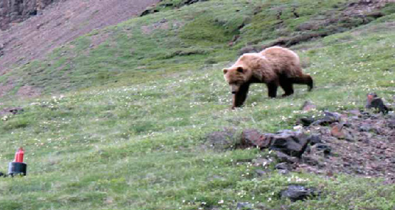 Bear approaching a BRFC