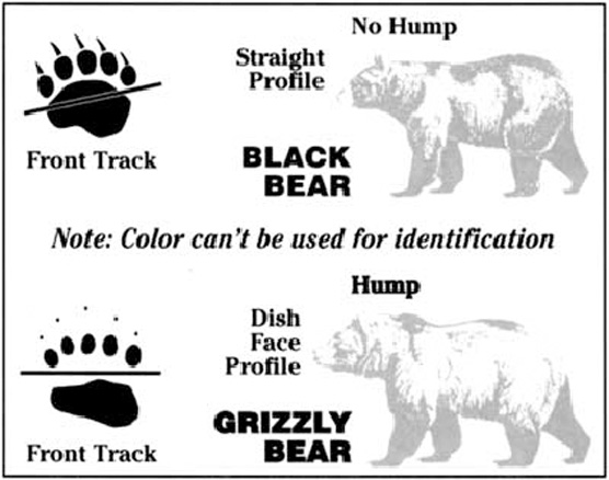 Know the difference between black and grizzly bears
