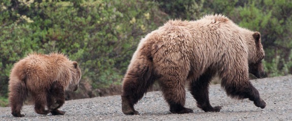 Two bears walk down the Park Road