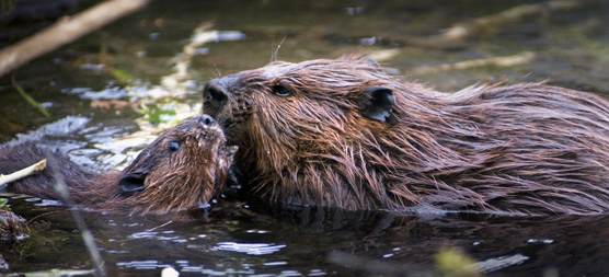A beaver