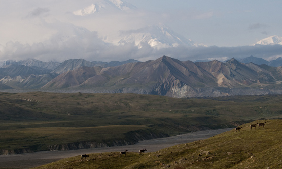 Mt. McKinley looms in the distance, beyond these caribou