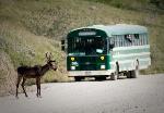A caribou stands in front of a shuttle bus (nps photo / kent miller)