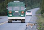 Particularly lucky visitors may see wolves, or even their pups (nps photo / kent miller)