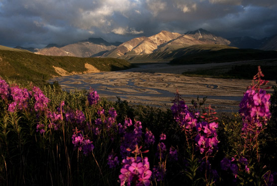 Fireweed near the Park Road