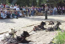 Dog Demo