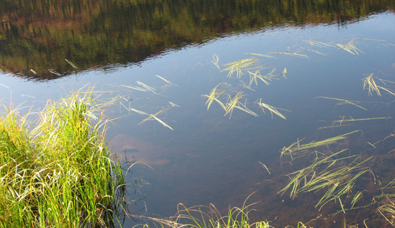 Denali National Park and Preserve is not known for its fishing opportunities