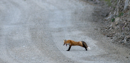 A red fox having a stretch on the Park Road