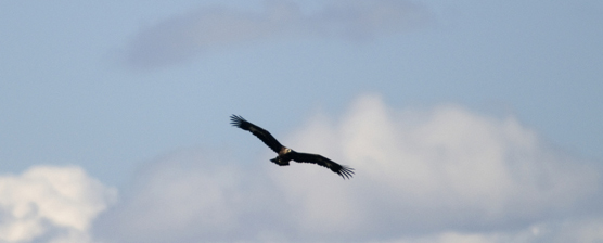 A golden eagle
