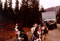 Dogs ready for training