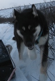 Timber