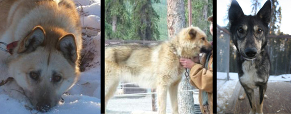 The Inupiaq litter