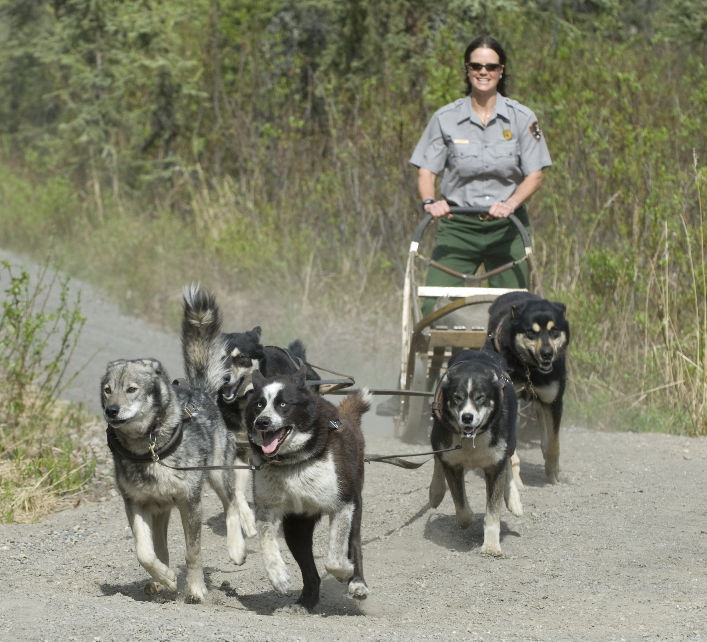 Sled dog demonstration