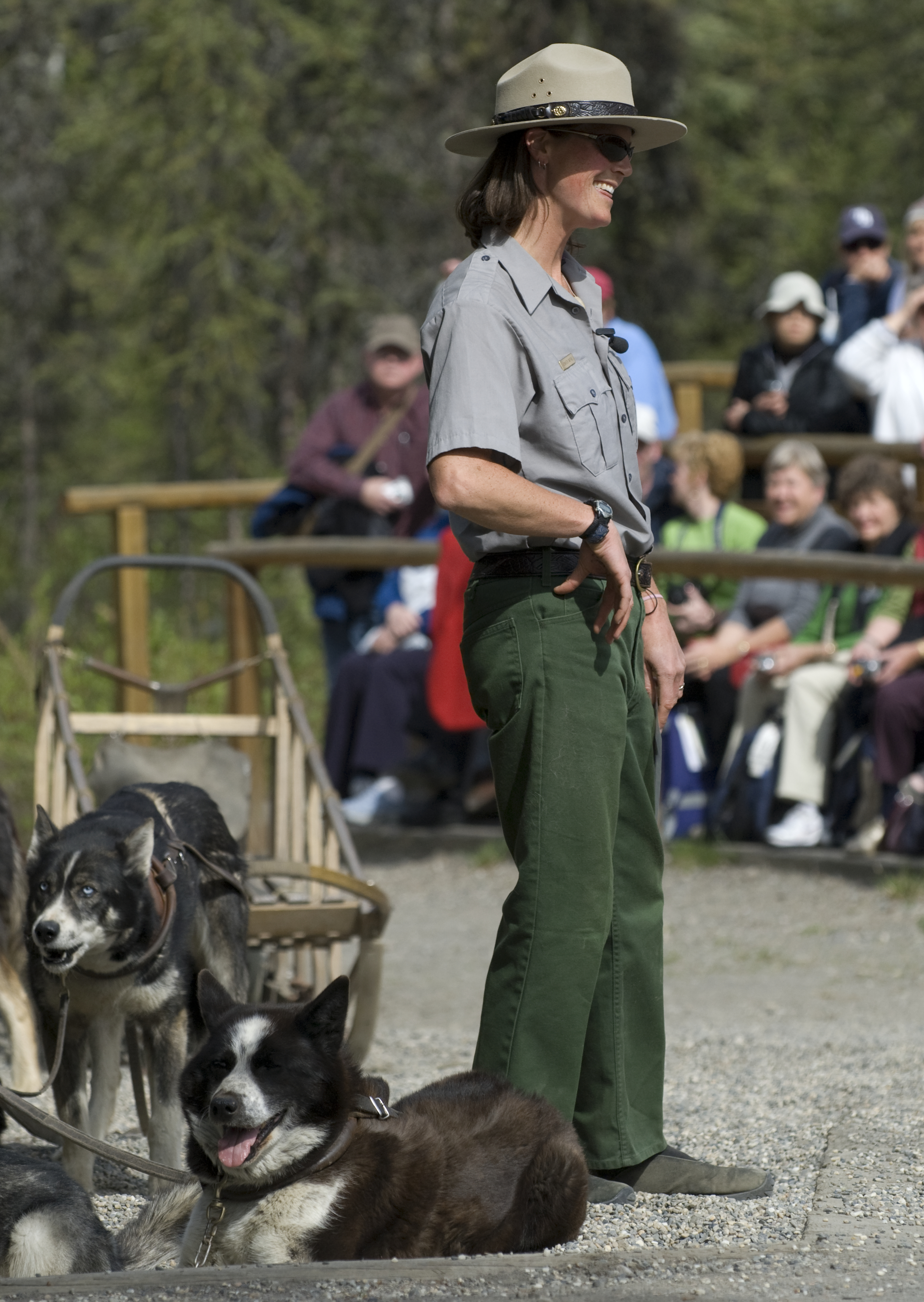 Ranger presenting a sled dog demonstration