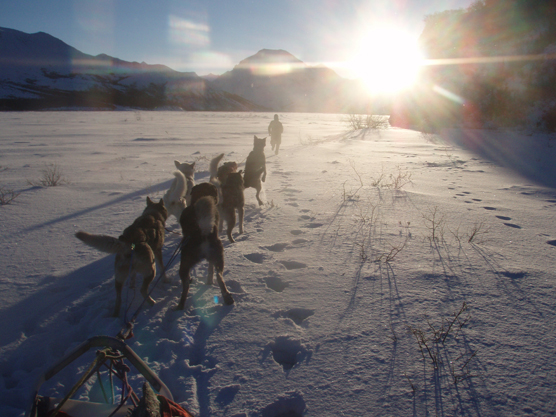 Denali's sled dogs on patrol