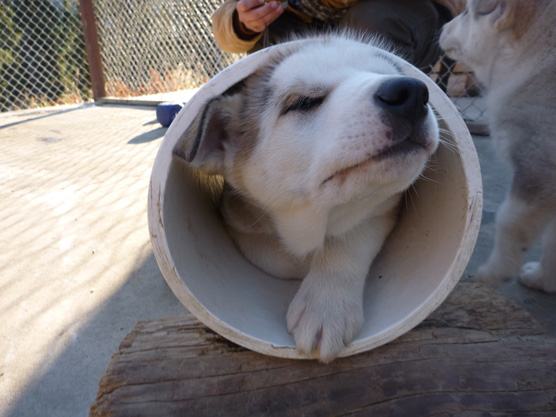 A pup crawls through a PVC pipe