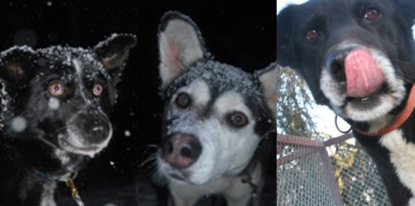 The Northern Lights litter, plus Gaiter