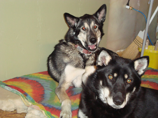 Sometimes your pets are happier staying at home
