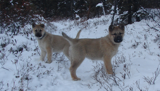 The 2009 pups, Nuna and Aliqsi